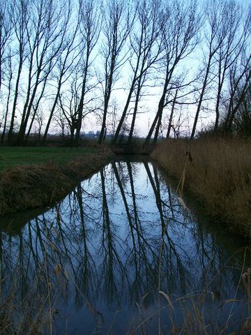 Bume im Wasser