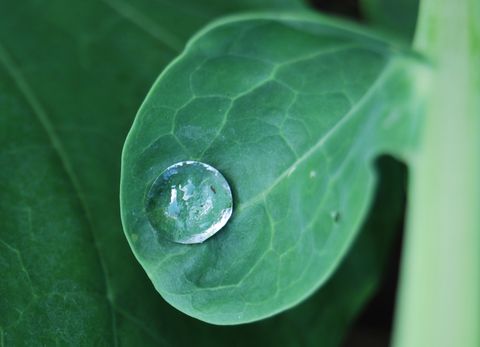 Rosenkohl-Wassertropfen