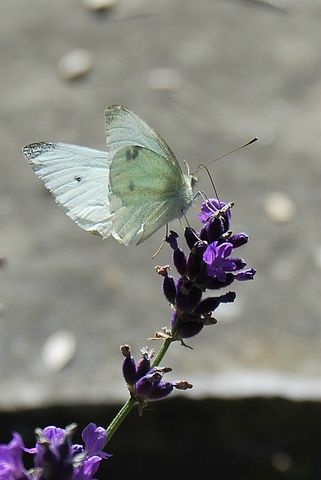 Schmetterling