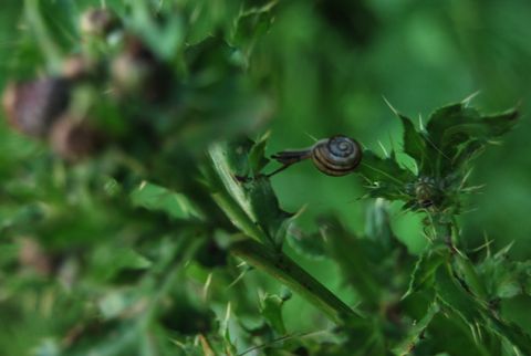 Schnecke 19