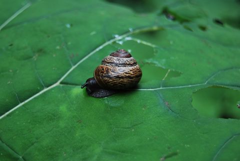 Schnecke 23