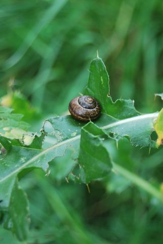 Schnecke 30