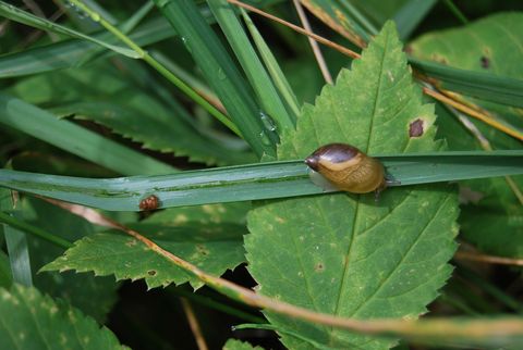 Schnecke 45