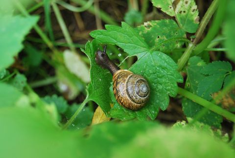 Schnecke 46