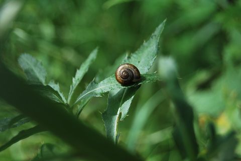 Schnecke 47