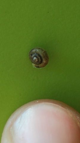 Schnecke 53