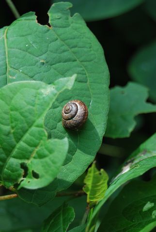 Schnecke 56