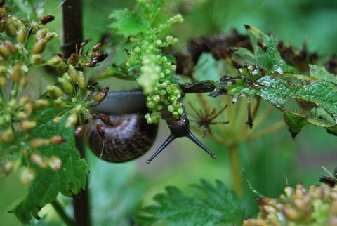 Schnecke 59