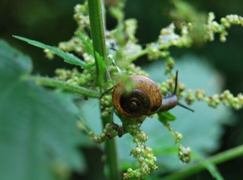 Schnecke 60