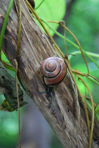 Schnecke 65