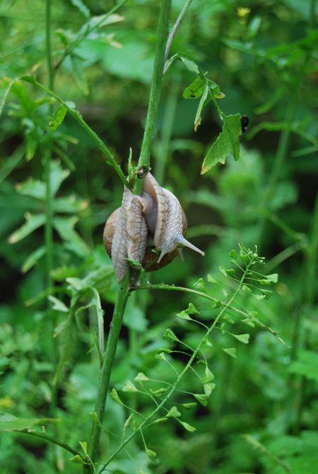 Weinbergschnecke