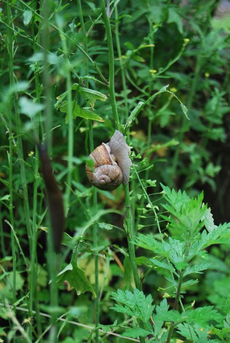 Weinbergschnecke