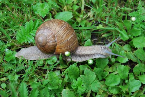 Weinbergschnecke